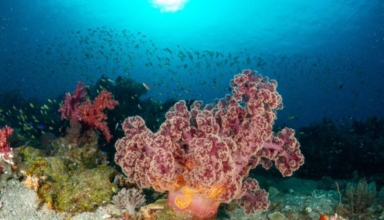 PanaonIsland