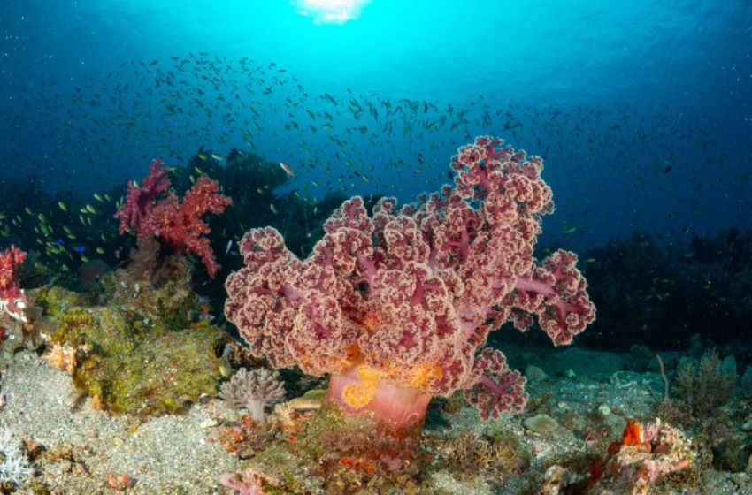 PanaonIsland