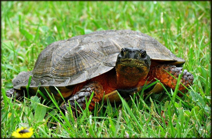 Phuket is Determined To Strengthen Nursing Turtles