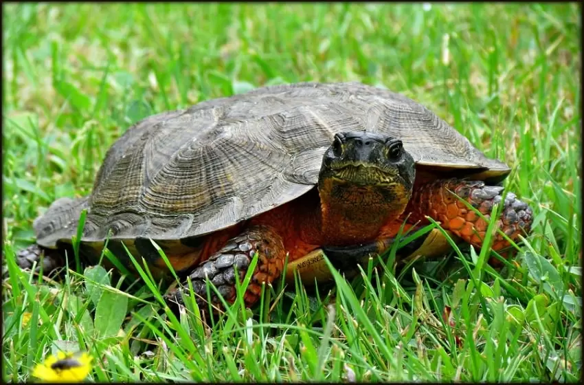 Phuket is Determined To Strengthen Nursing Turtles