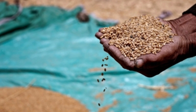 Cassava exports in Thailand are increasing as the Ukraine crisis impacts grain supplies