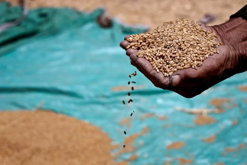 Cassava exports in Thailand are increasing as the Ukraine crisis impacts grain supplies