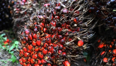 Malaysian palm oil millers stop production as CPO prices fall