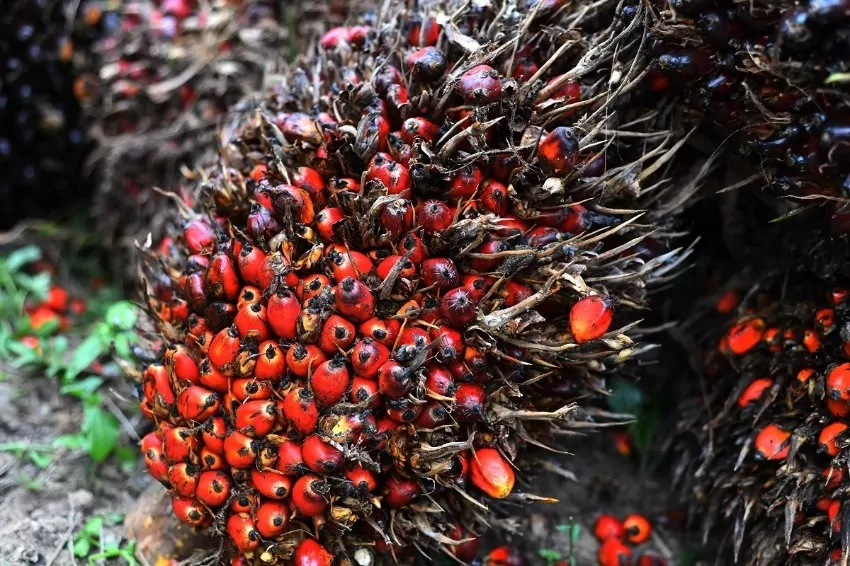 Malaysian palm oil millers stop production as CPO prices fall