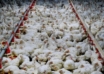 Malaysia's prime minister says the country will continue to impose a price ceiling on chickens