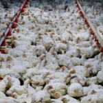 Malaysia's prime minister says the country will continue to impose a price ceiling on chickens