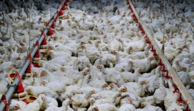 Malaysia's prime minister says the country will continue to impose a price ceiling on chickens