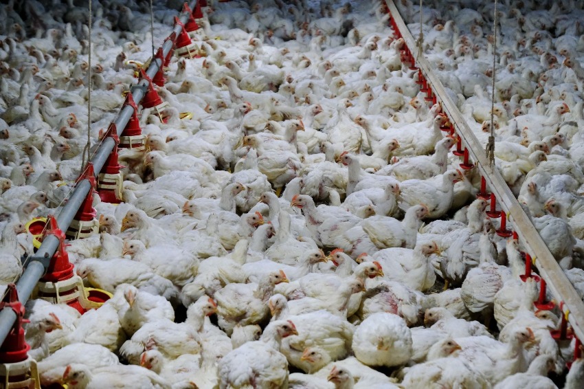 Malaysia's prime minister says the country will continue to impose a price ceiling on chickens