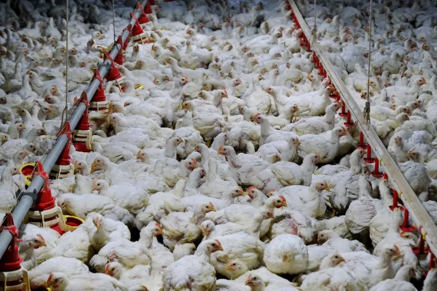 Malaysia's prime minister says the country will continue to impose a price ceiling on chickens