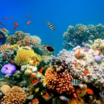 Vietnam bans scuba diving off Hon Mun to protect coral