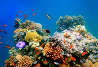 Vietnam bans scuba diving off Hon Mun to protect coral