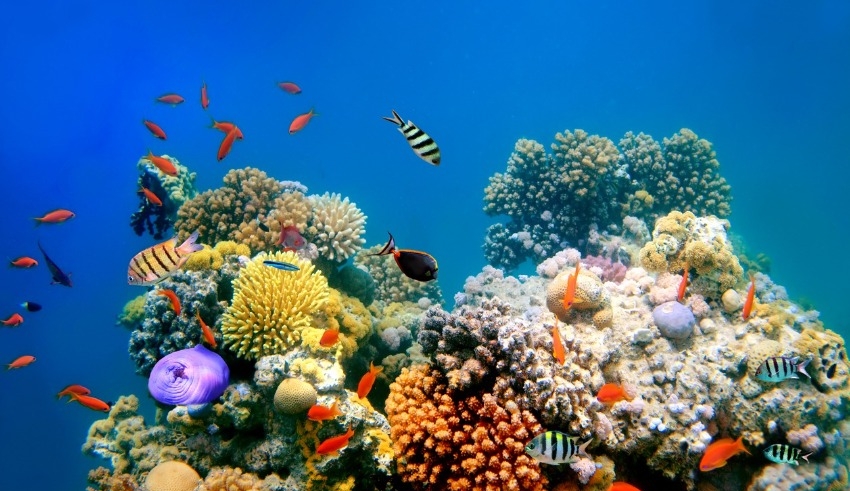 Vietnam bans scuba diving off Hon Mun to protect coral