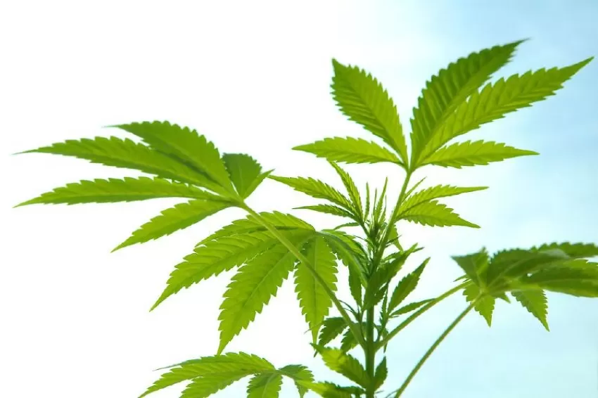 What Thailand`s Legalization of Marijuana Means for Southeast Asia`s War on Drugs