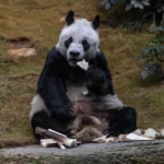 An An, world's oldest male giant panda, passes away at age 35