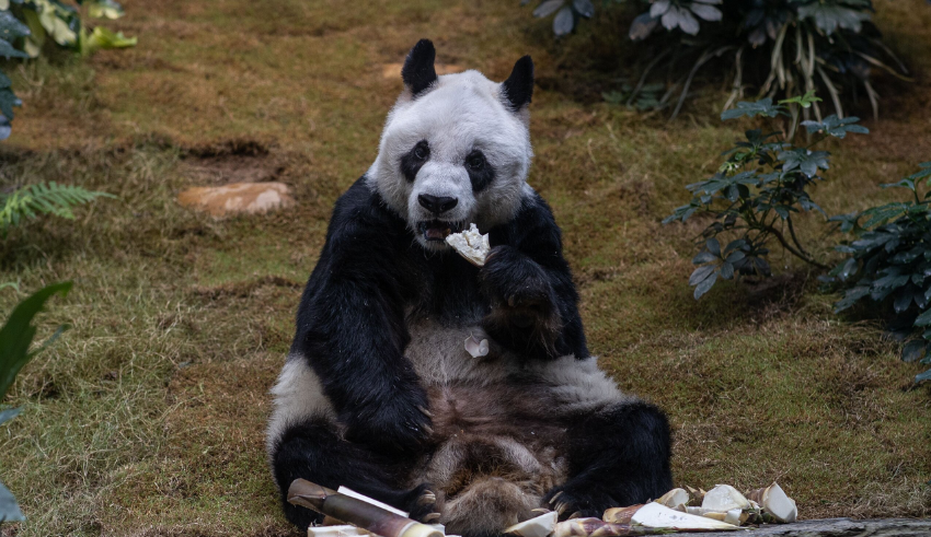 An An, world's oldest male giant panda, passes away at age 35