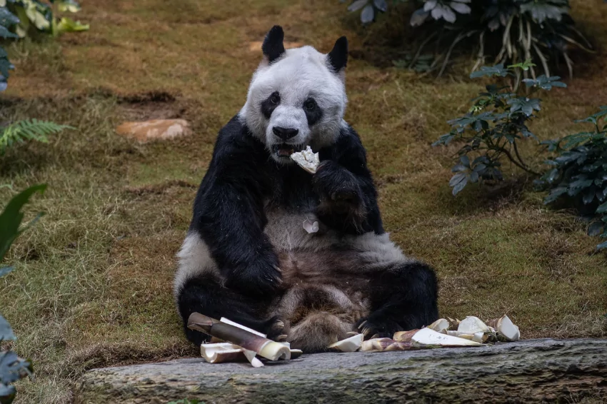 An An, world’s oldest male giant panda, passes away at age 35