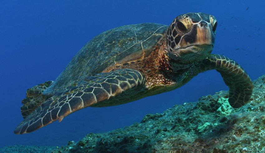 At least 30 endangered green sea turtles with 'bleeding' wounds in Japan