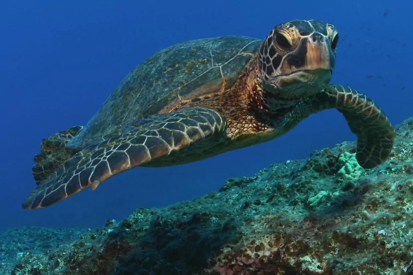 At least 30 endangered green sea turtles with 'bleeding' wounds in Japan