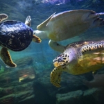 Cholera-causing turtle bacterium hits Wuhan