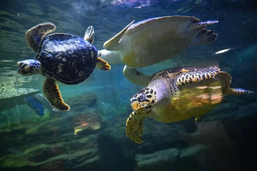 Cholera-causing turtle bacterium hits Wuhan