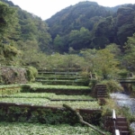 Climate change worries Japanese wasabi farmers