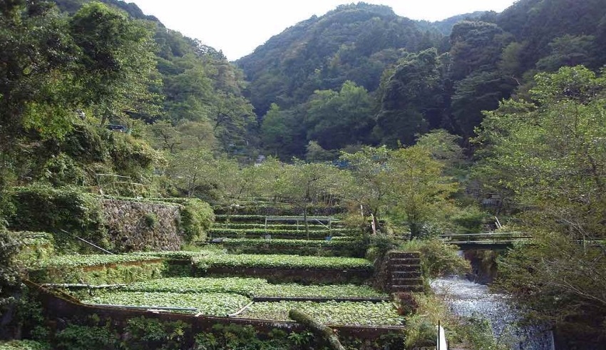 Climate change worries Japanese wasabi farmers