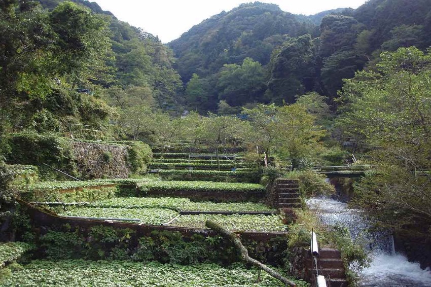 Climate change worries Japanese wasabi farmers