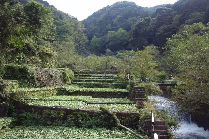 Climate change worries Japanese wasabi farmers