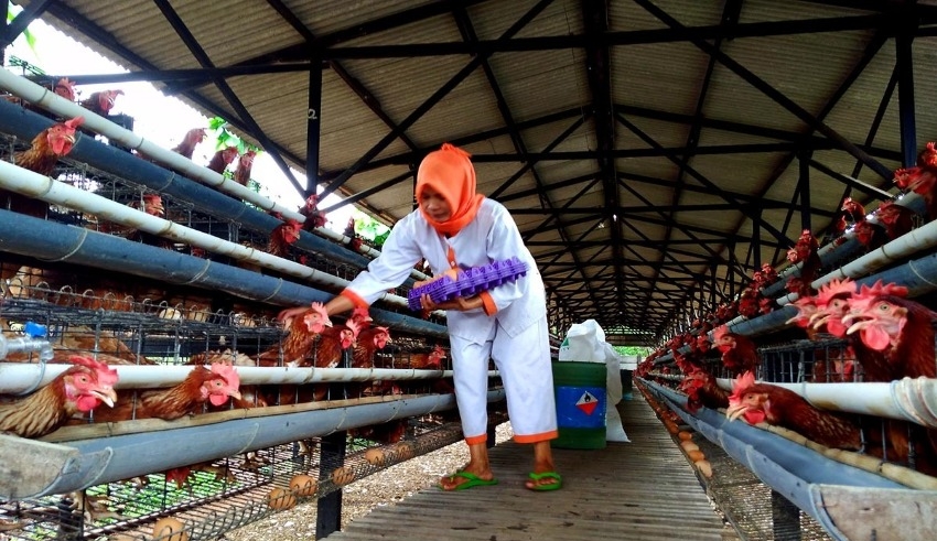 First shipment of 50 tonnes of frozen chicken from Indonesia to Singapore