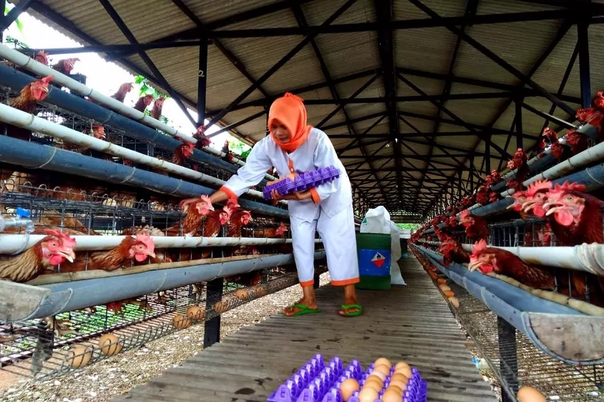 First shipment of 50 tonnes of frozen chicken from Indonesia to Singapore
