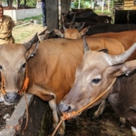 Foot-and-mouth disease outbreak causes Bali travelers to be disinfected