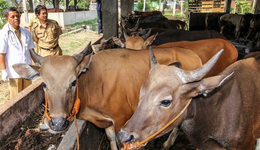 Foot-and-mouth disease outbreak causes Bali travelers to be disinfected