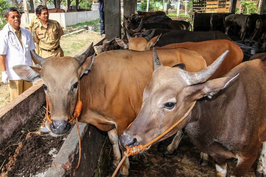 Foot-and-mouth disease outbreak causes Bali travelers to be disinfected