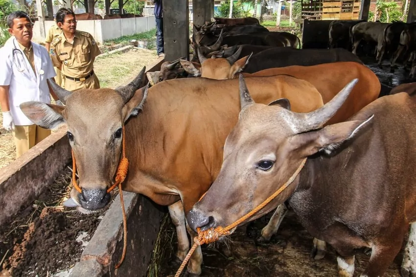 Foot-and-mouth disease outbreak causes Bali travelers to be disinfected