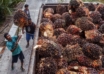 Indonesia doubles palm oil export quota in 'emergency'