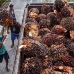 Indonesia doubles palm oil export quota in 'emergency'