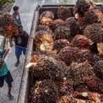 Indonesia doubles palm oil export quota in 'emergency'