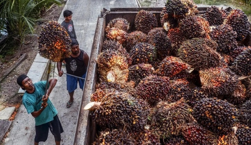 Indonesia doubles palm oil export quota in 'emergency'