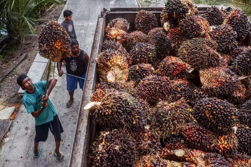Indonesia doubles palm oil export quota in ’emergency’