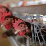 Indonesia to send chickens to Singapore 'really soon'