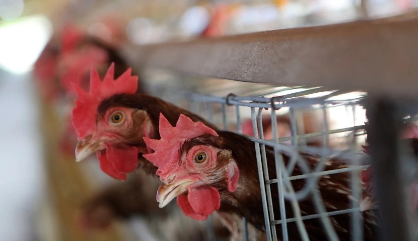Indonesia to send chickens to Singapore 'really soon'