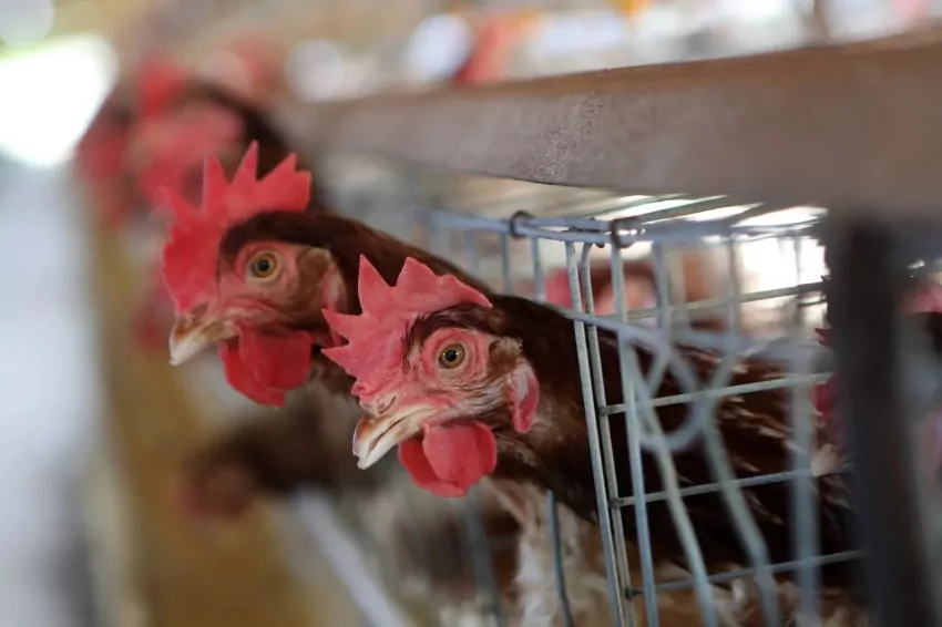 Indonesia to send chickens to Singapore ‘really soon’