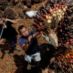 Indonesian palm oil business wants export restrictions eased