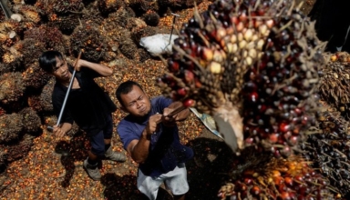 Indonesian palm oil business wants export restrictions eased
