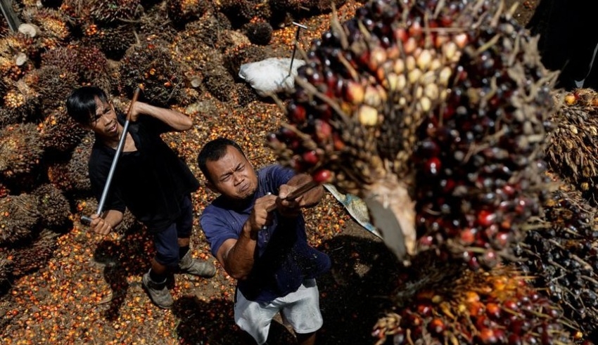 Indonesian palm oil business wants export restrictions eased