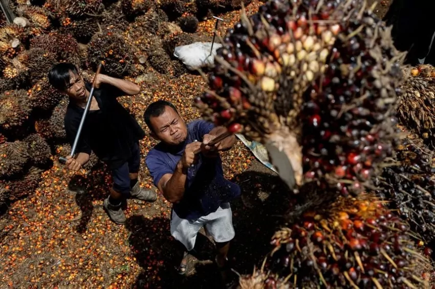 Indonesian palm oil business wants export restrictions eased