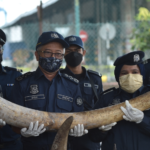 Malaysia seizes $18 million in tusks, tiger bones, and animal parts