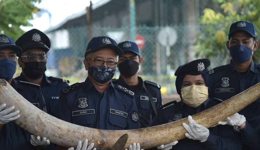 Malaysia seizes $18 million in tusks, tiger bones, and animal parts