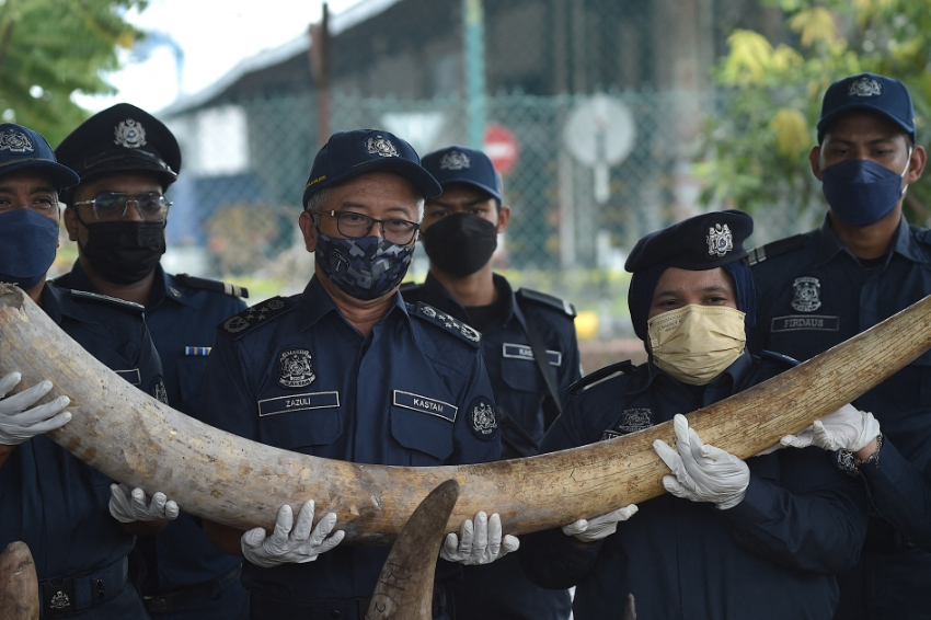 Malaysia seizes $18 million in tusks, tiger bones, and animal parts
