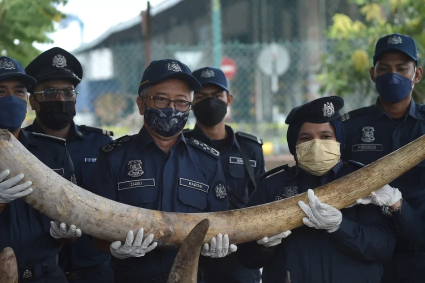 Malaysia seizes $18 million in tusks, tiger bones, and animal parts